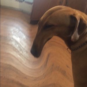 Meet your Posher, Sasha